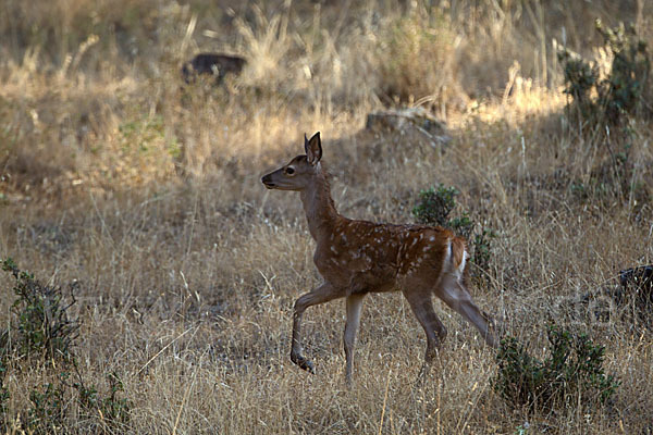 Rotwild (Cervus elaphus)