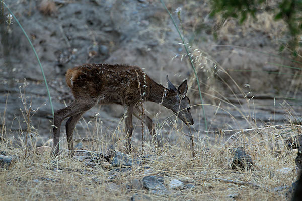 Rotwild (Cervus elaphus)