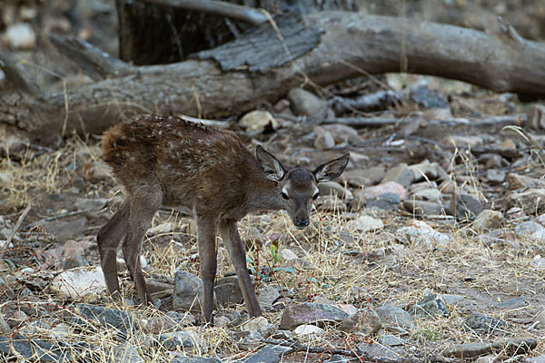 Rotwild (Cervus elaphus)