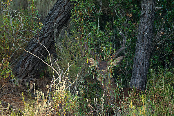 Rotwild (Cervus elaphus)