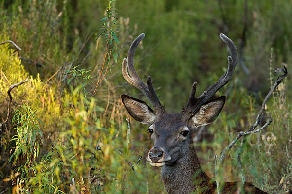 Rotwild (Cervus elaphus)