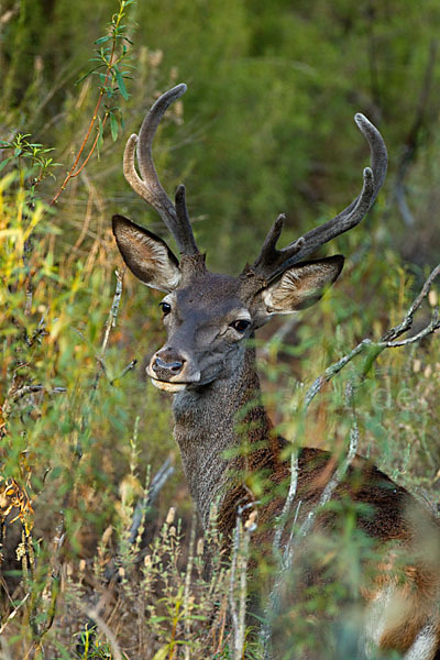 Rotwild (Cervus elaphus)