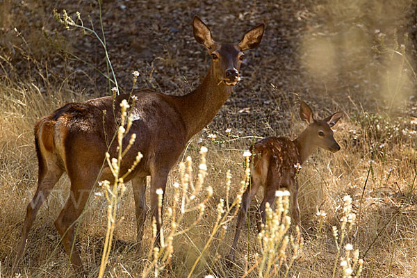 Rotwild (Cervus elaphus)