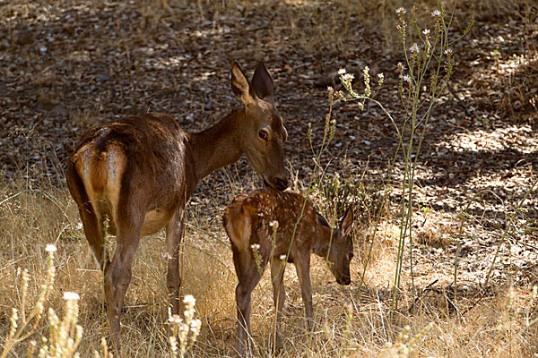 Rotwild (Cervus elaphus)