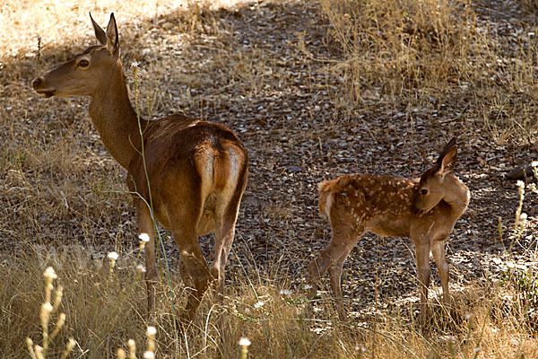 Rotwild (Cervus elaphus)