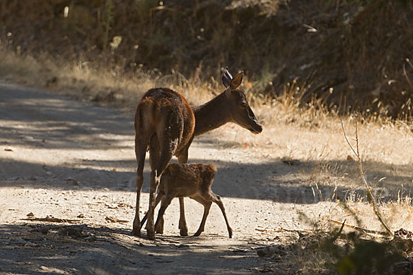 Rotwild (Cervus elaphus)