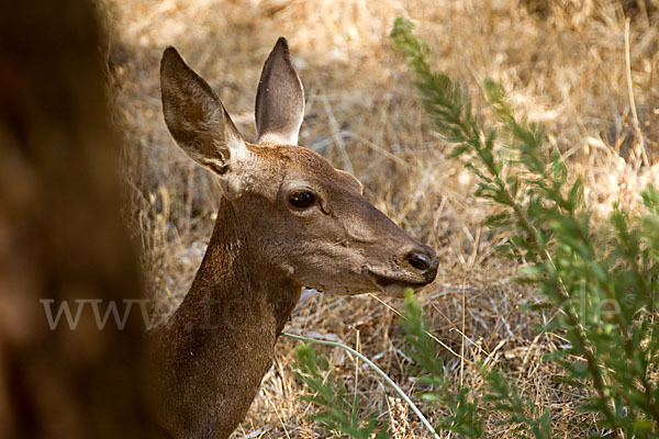 Rotwild (Cervus elaphus)