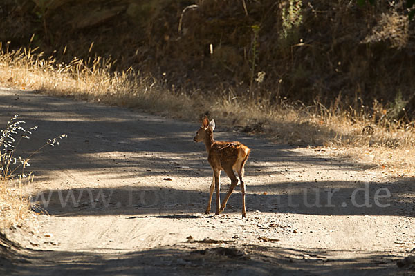 Rotwild (Cervus elaphus)