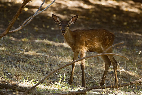 Rotwild (Cervus elaphus)