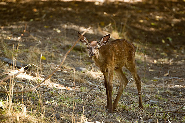 Rotwild (Cervus elaphus)