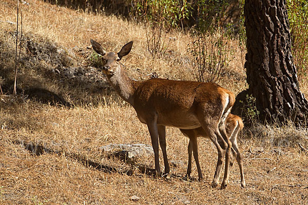 Rotwild (Cervus elaphus)