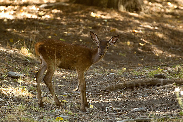 Rotwild (Cervus elaphus)