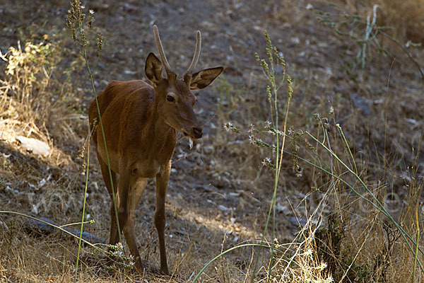 Rotwild (Cervus elaphus)