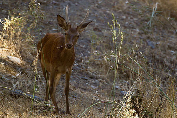 Rotwild (Cervus elaphus)