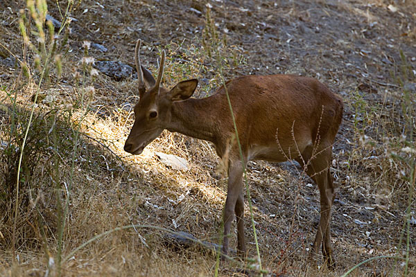 Rotwild (Cervus elaphus)