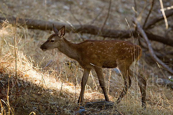 Rotwild (Cervus elaphus)