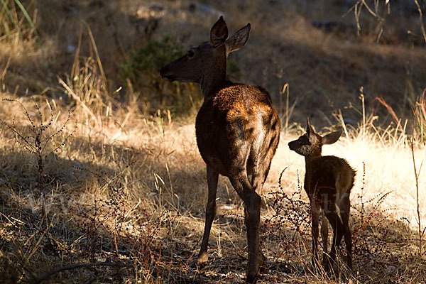 Rotwild (Cervus elaphus)