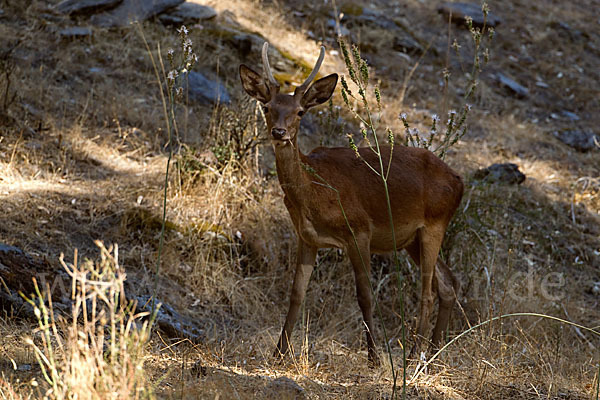 Rotwild (Cervus elaphus)