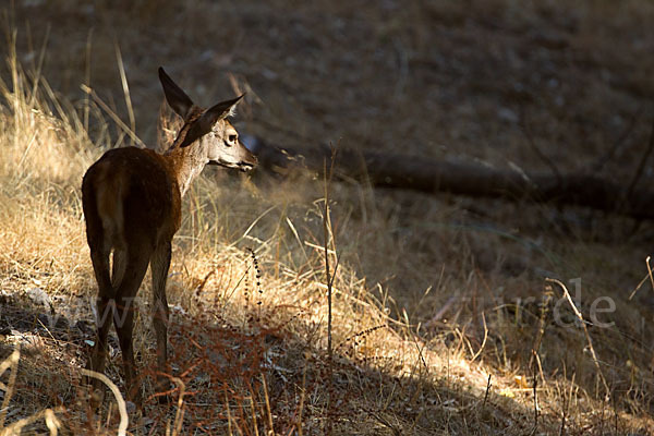 Rotwild (Cervus elaphus)