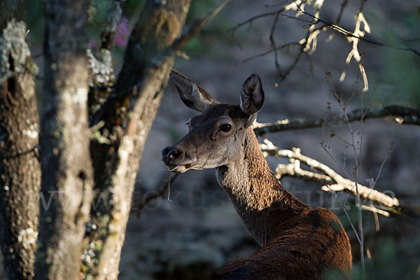 Rotwild (Cervus elaphus)