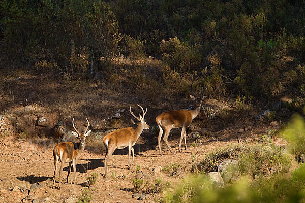 Rotwild (Cervus elaphus)