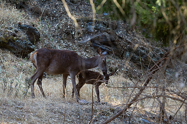 Rotwild (Cervus elaphus)