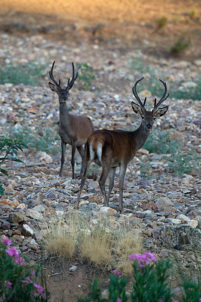 Rotwild (Cervus elaphus)