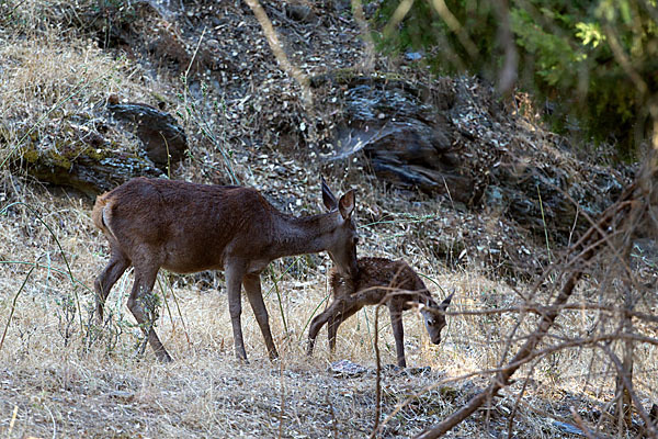 Rotwild (Cervus elaphus)