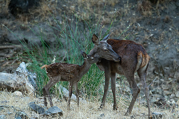 Rotwild (Cervus elaphus)