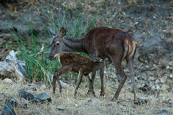 Rotwild (Cervus elaphus)