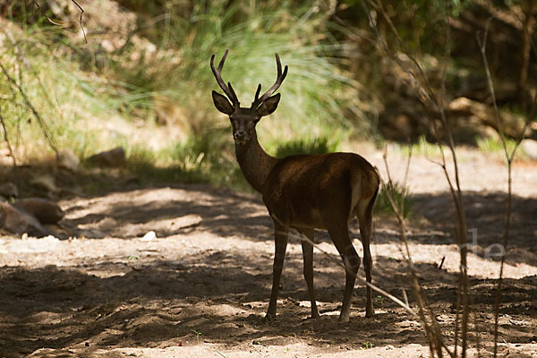 Rotwild (Cervus elaphus)