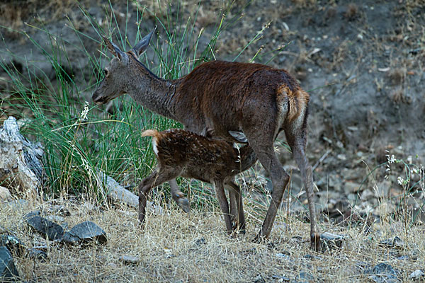 Rotwild (Cervus elaphus)