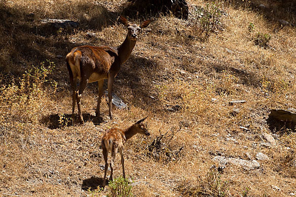 Rotwild (Cervus elaphus)