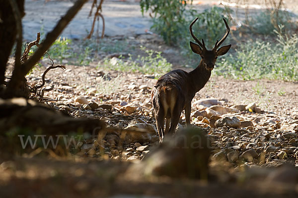 Rotwild (Cervus elaphus)