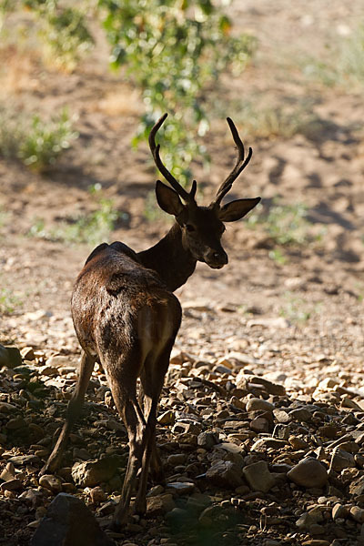 Rotwild (Cervus elaphus)