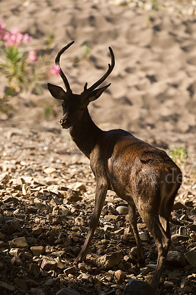 Rotwild (Cervus elaphus)