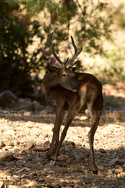 Rotwild (Cervus elaphus)