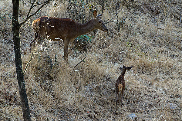 Rotwild (Cervus elaphus)