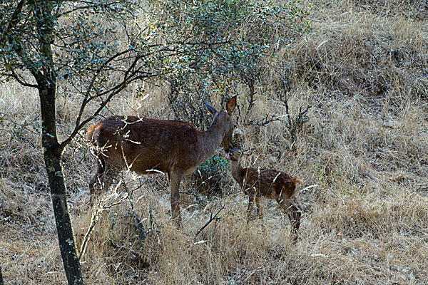 Rotwild (Cervus elaphus)