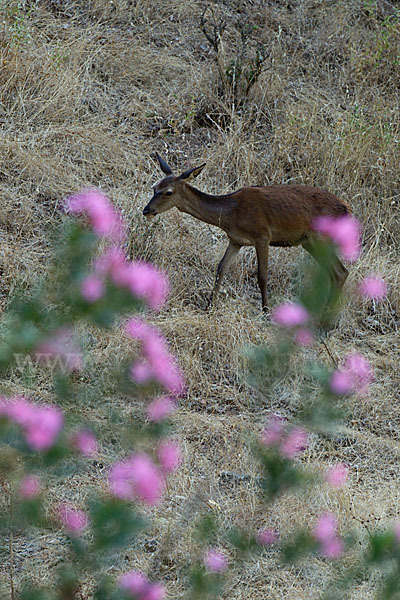 Rotwild (Cervus elaphus)