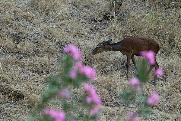 Rotwild (Cervus elaphus)