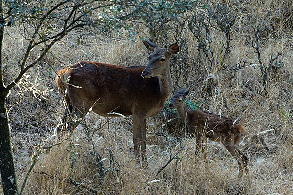 Rotwild (Cervus elaphus)