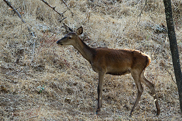 Rotwild (Cervus elaphus)