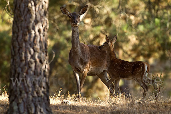 Rotwild (Cervus elaphus)