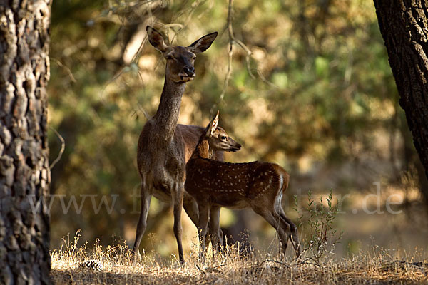 Rotwild (Cervus elaphus)