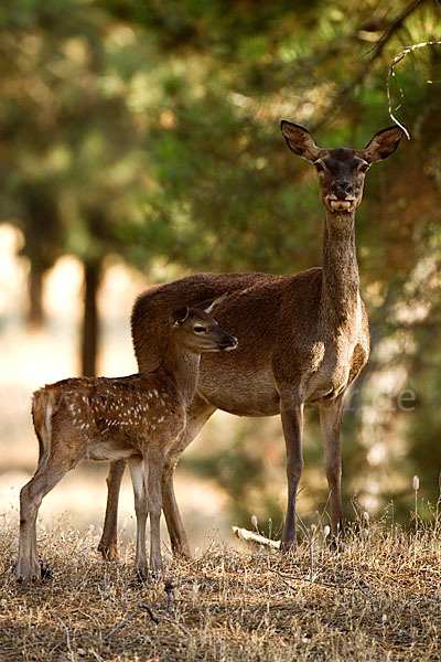 Rotwild (Cervus elaphus)