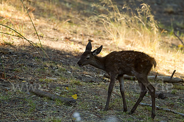 Rotwild (Cervus elaphus)