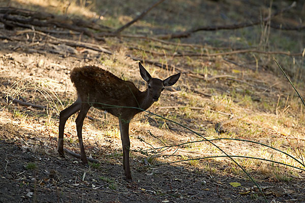 Rotwild (Cervus elaphus)