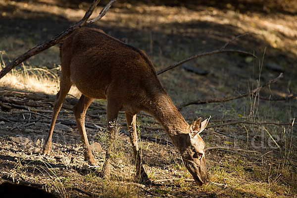 Rotwild (Cervus elaphus)