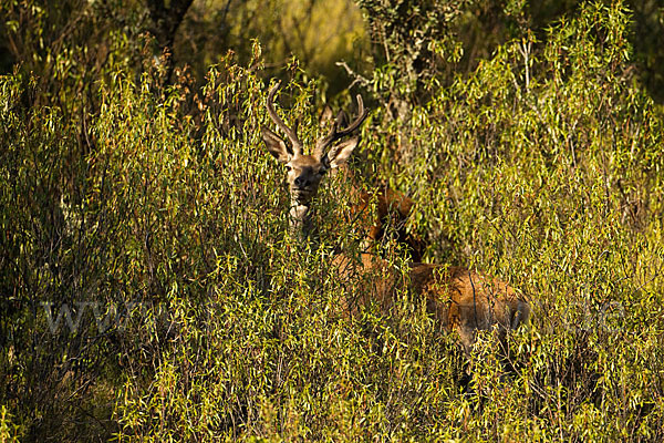 Rotwild (Cervus elaphus)